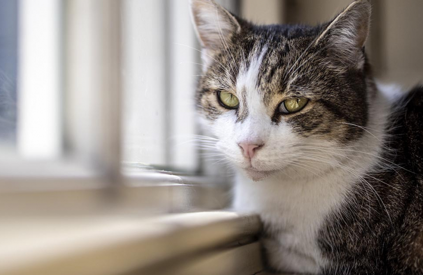 4 ways we’re expanding UK animal rights 4 ways we’re expanding UK animal rights