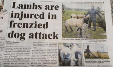 https://www.inverness-courier.co.uk/News/Lambs-are-injured-in-Inverness-dog-attack-25092018.htm